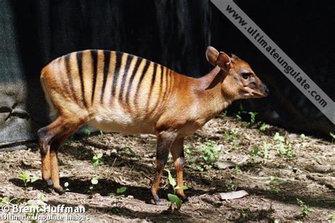 Zebra duiker - Alchetron, The Free Social Encyclopedia