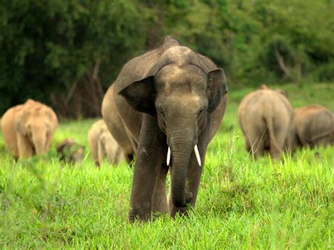 Asian elephants that are becoming extinct – Telegraph