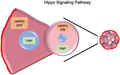 The Hippo signaling pathway in cell fate determination. When the Hippo... | Download Scientific ...