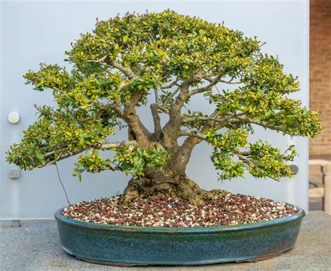 Dwarf Yaupon Holly Bonsai