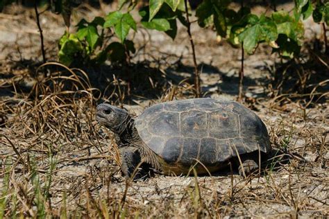 Gopher Tortoise, Florida | Turtle, Tortoise, Tortoises