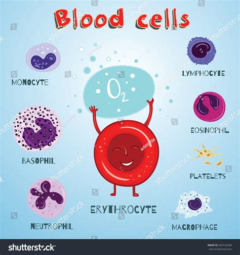 Vector Set Illustration Blood Cells Color Stock Vector (Royalty Free) 493752568