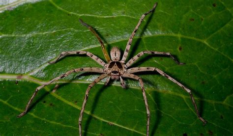 Huntsman Spider - Facts, Bite & Habitat Information