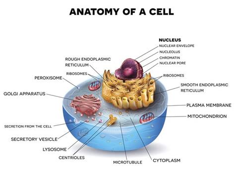 Animal Cell Endoplasmic Reticulum