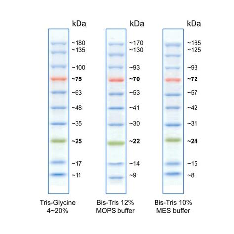 BlueRAY Prestained Protein Ladder – GeneDireX, Inc.