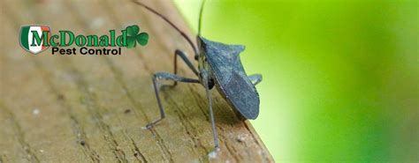 9 Common Summer Bugs That Are Active in Florida