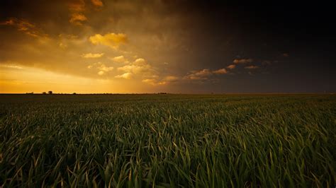 Corn Field Wallpapers - Top Free Corn Field Backgrounds - WallpaperAccess