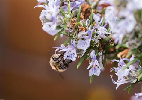 These Plants and Flowers Will Help You Save the Bees