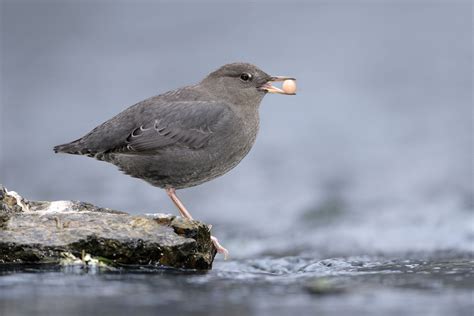 American Dipper | Audubon Field Guide