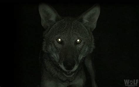 Why Do Wolves' Eyes Glow in the Dark? | Wolf Conservation Center