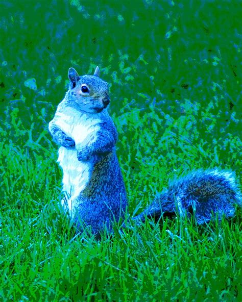 A Blue Squirrel Photograph by Ben Upham III - Fine Art America