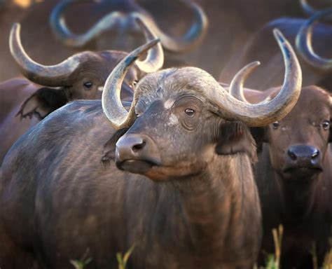 African Buffalo | African Wildlife Foundation