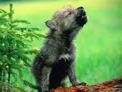 Cute Wolf Puppy Wallpapers - Top Free Cute Wolf Puppy Backgrounds ...