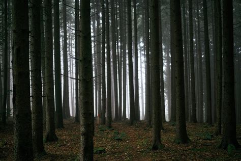 Free stock photo of dark, forest, trees