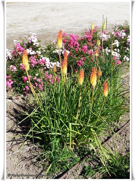 NaturAranjuez: MARISMA COMÚN DE PÓKER (Kniphofia linearifolia)