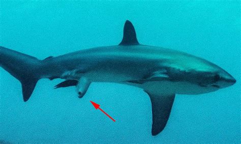 Photographer Accidentally Captures Rare Picture of Shark Birth, Almost Trashes It
