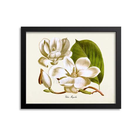 Yulan Magnolia Flower Art Print, Botanical Art Print,flower Wall Art ...