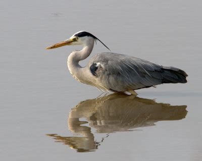 Water Birds Of Southern Africa Photo Gallery by Michael Moss at pbase.com