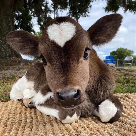 The Feel Good Page ️ on Twitter | Baby farm animals, Cute animals ...