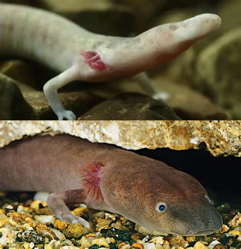 There is a subspecies of olm known as the "Black Olm" which has pigmented skin and more ...