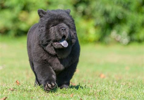 Chow Chow (Chow) Puppies For Sale In Florida