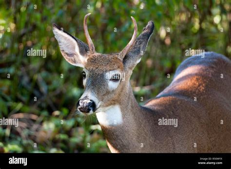 Buck and antlers closeup hi-res stock photography and images - Alamy