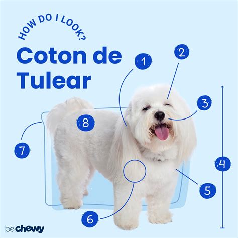 Coton De Tulear Coton Dog Owner's Coton De Tulear