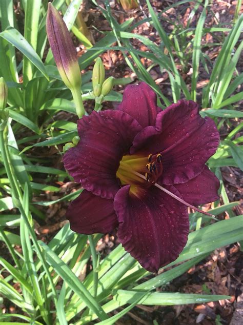 Love the dark burgundy color of this Daylily......By Lilli Lee Daylilies, Delicate Flower ...