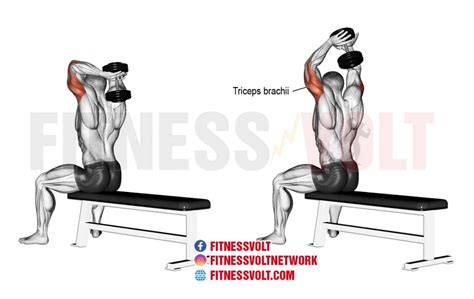 Seated Dumbbell Overhead Tricep Extension (Triceps) – Fitness Volt