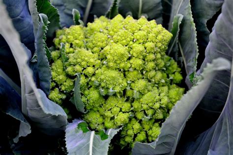 10 Cabbage Varieties and How To Use Them – Sara's Kitchen Garden