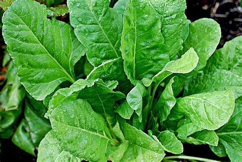 Growing Guide: How to Grow Spinach - The garden!