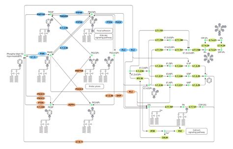 Phosphatidylinositol signaling system - CUSABIO