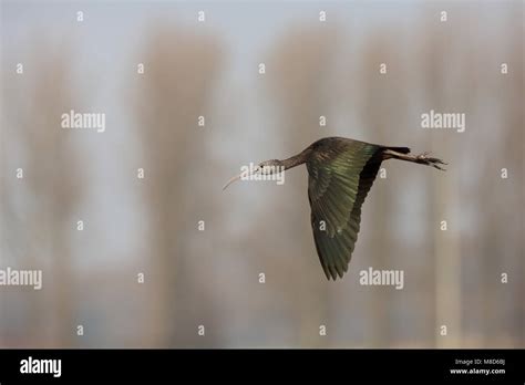 Vliegende Zwarte Ibis; Flying Glossy Ibis Stock Photo - Alamy