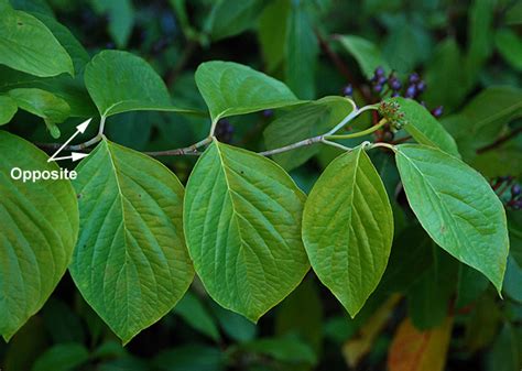 Cornus florida | Landscape Plants | Oregon State University