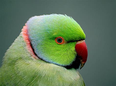 Green and red beaked parrot, psittacula, indian HD wallpaper ...