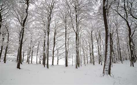 England wood trees snow winter nature wallpaper | 2048x1280 | 128022 ...