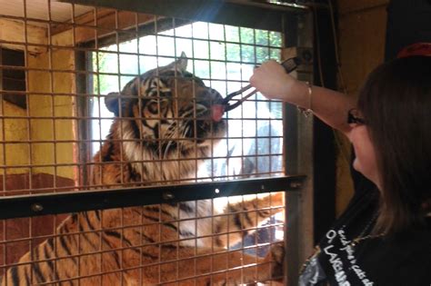 Tiger hand feeding - Safari Zoo Cumbria