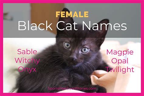 137 Good Black Cat Names To Name Your Pet (Girl & Boy Names)