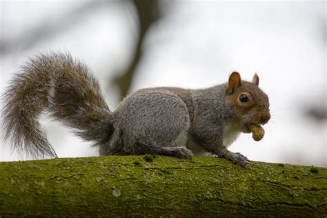 Grey Squirrel Sciurus Carolinensis Free Stock Photo - Public Domain Pictures