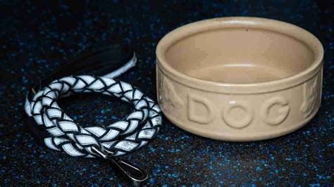 Must have & the Best elevated dog bowls