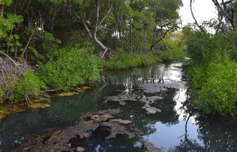 Curacao Rif Mangrove Park Landscape Stock Photo - Image of curacao ...