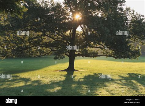 Tree in Central Park, New York, USA Stock Photo - Alamy