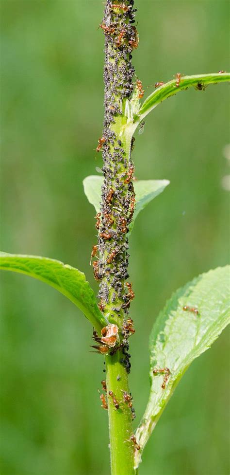 How to Identify and Control Ants