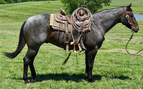 LJSR CINCH - Blue Roan Quarter Horse Gelding For Sale in King City, Missouri | LivestockMarket.com