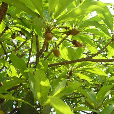 Mahua Tree (Iluppai maram) - Santhi Online Plants Nursery