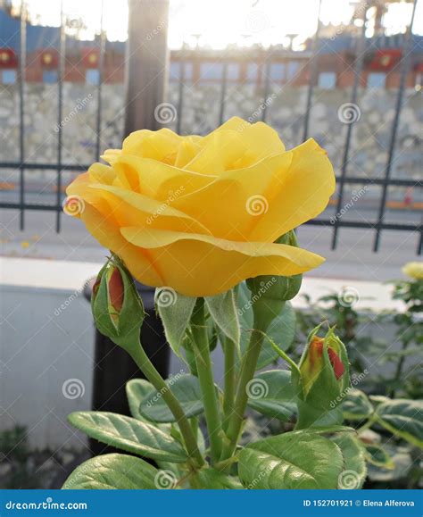 Yellow rose in the garden stock image. Image of gift - 152701921