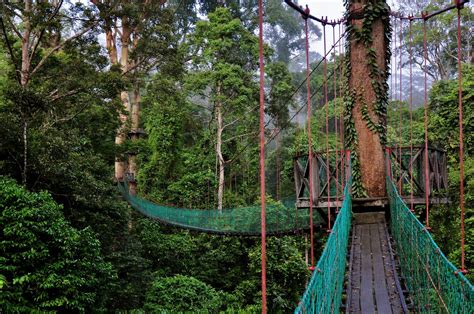 Danum Valley Conservation Area ~ Green Sabah