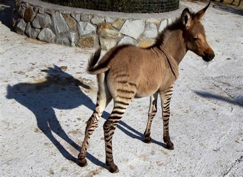 Forget the Geep, here's the baby zonkey | Dramasian: Asian ...