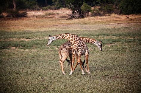 Premium Photo | Giraffe fighting