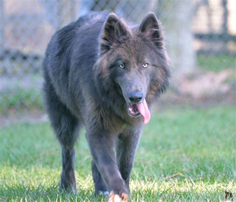 Blue Bay Shepherd … | Blue german shepherd, German shepherd dogs ...